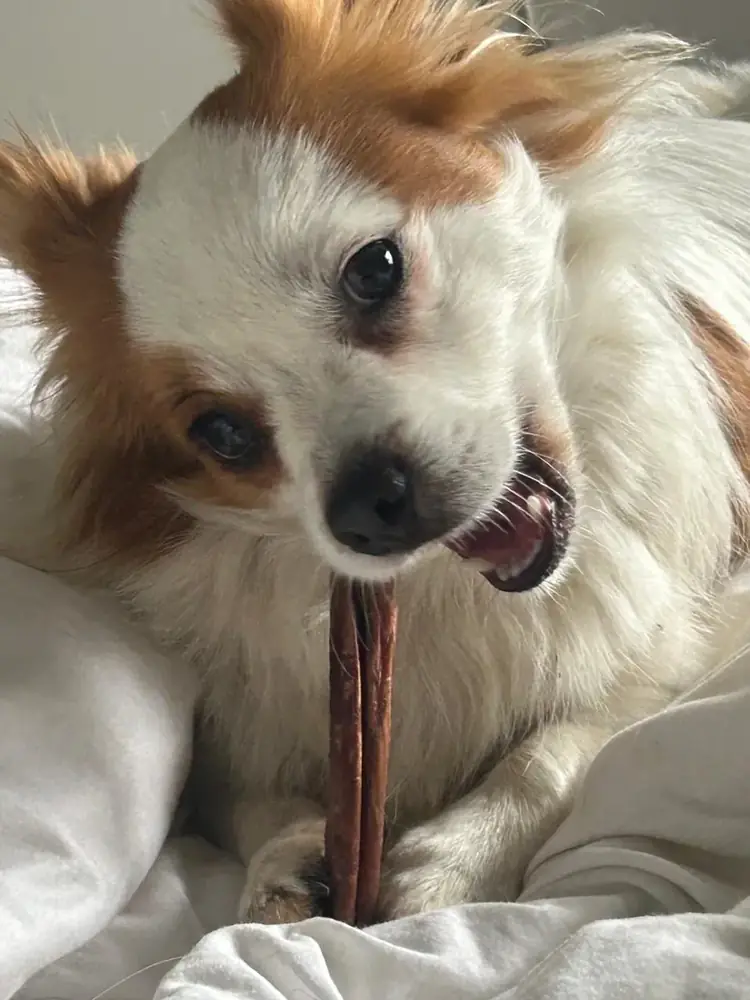 Benji enjoying a treat