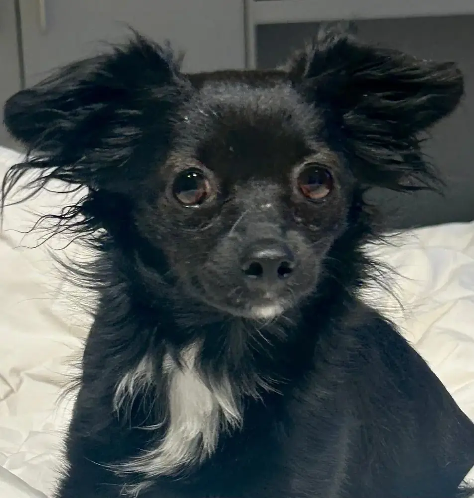 Cece, a fluffy black dog