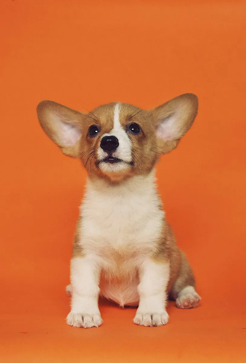 A friendly corgi puppy