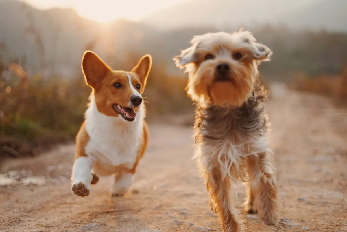 Two happy dogs running at sunset