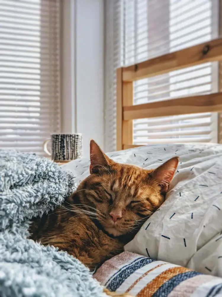 A ginger cat napping in a sunlit bed