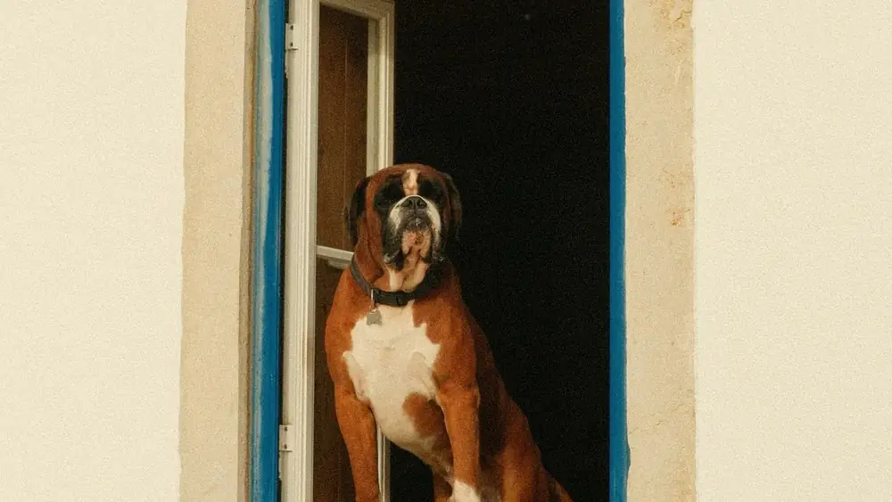 Boxer dog sitting in a sunlit window at home