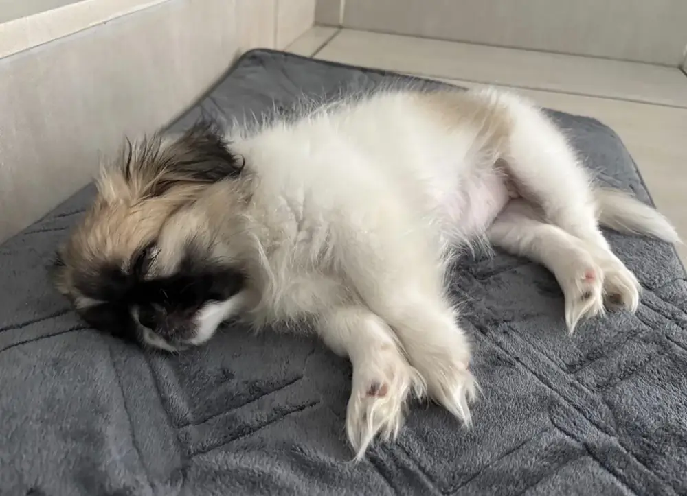 Lili, a fluffy white and tan dog sleeping