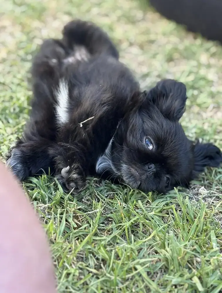 Loki, a black fluffy dog on the grass