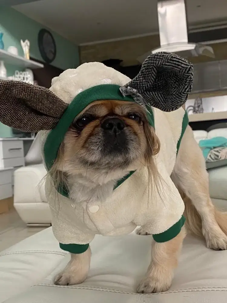 Lulu the dog in a cream hoodie