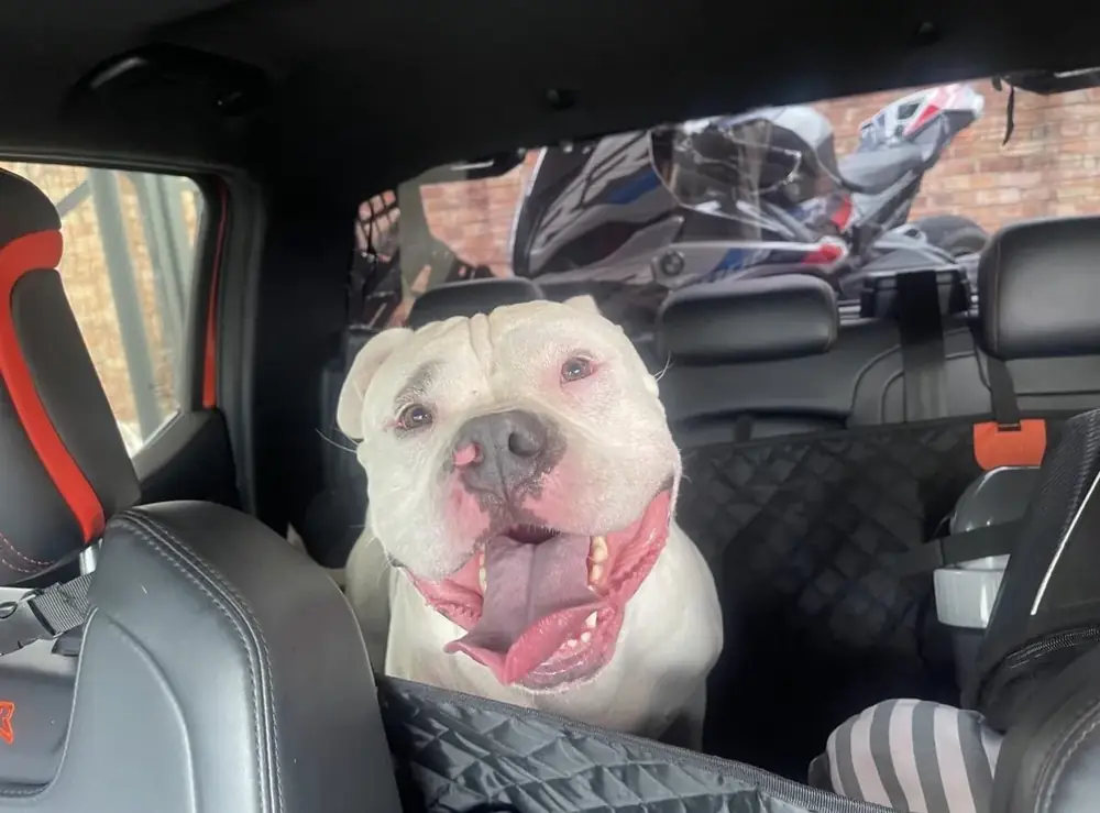 Oryx, a big white dog with tongue out